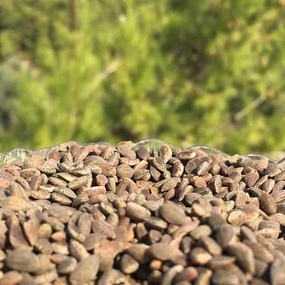 Aleppo pine seeds-Nuts & Seeds-oweisfarms