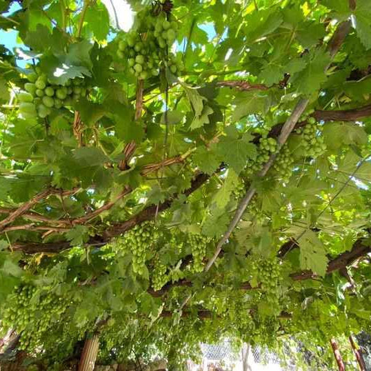 Local Grape Leaves-Grapes-oweisfarms